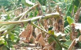 damage-to-banana-and-coconut-trees-by-rain