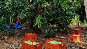mango-production-in-tamil-nadu-falls-by-50-percent