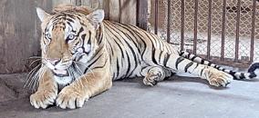 visit-of-11-animals-including-bengal-tiger