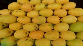 picking-the-right-mangoes