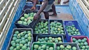 mango-cultivation-affected-price-increase