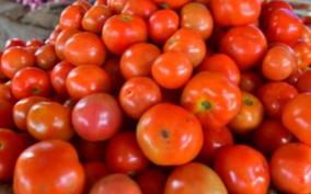 tomato-prices