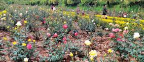udhagai-rose-garden