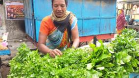 continuous-rain-coriander-crop-damage-on-hosur-coriander-price-increase-on-markets