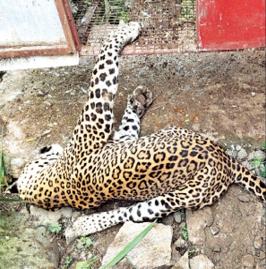 leopard-death