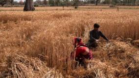 india-bans-wheat-exports-with-immediate-effect-amid-rising-domestic-prices
