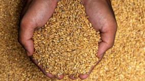next-is-wheat-rising-prices-following-cooking-oil-impact-on-production-export-stop