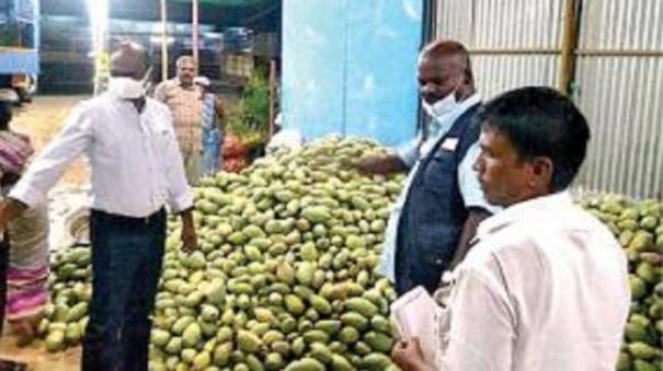 Chemically ripened 1500 Kg Mangoes seized: Madurai