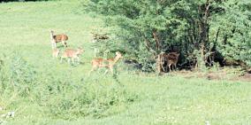 herd-of-deer-roaming-the-lake-in-allahabad