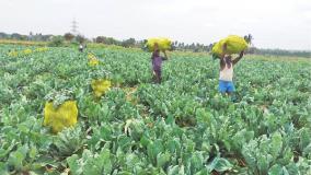 cauliflower-yield-increase