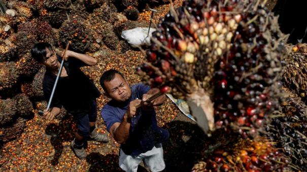 indonesia-lifts-ban-on-palm-oil-exports-indonesia-lifts-ban-on-palm-oil