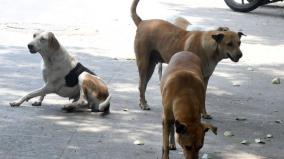 street-dogs-have-right-to-food-says-supreme-court