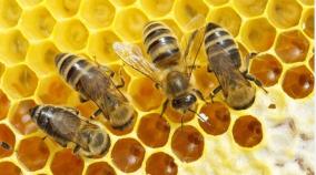 two-great-technologies-have-given-by-bees