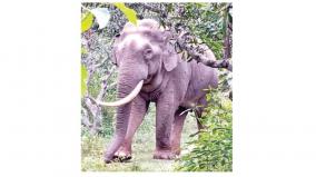 a-lone-elephant-roaming-near-alangayam