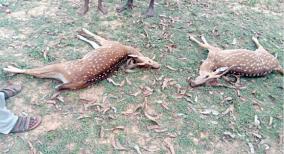 deer-mysteriously-killed