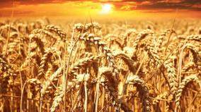 wheat-export-ban-what-should-the-government-do-to-make-profits-for-farmers