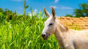 tamil-nadu-first-donkey-farm-the-donkey-palace