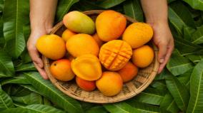 mangoes-the-king-of-fruits