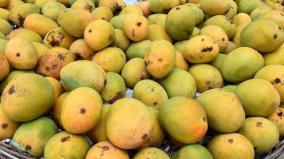 1-tonne-of-mangoes-ripened-using-chemical-stone-at-the-big-market-in-pondicherry
