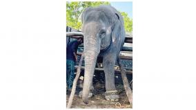 elephant-rescued-in-madurai