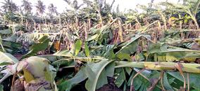 heavy-rains-with-hurricane-force-winds-in-cuddalore-district-affects-banana-forming