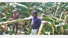 inspection-for-compensation-gave-banana-crops-in-cuddalore