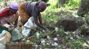 intensification-of-cotton-picking-at-free-trees-at-kallar-government-horticulture-fruit-farm