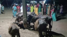 dna-test-of-the-buffalo-which-two-men-claims-to-be-his-own-in-uttarpradesh
