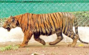 training-for-tiger-cub