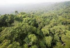 biden-bolsonaro-agree-to-work-together-on-amazon-deforestation-white-house