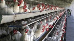 new-regulation-for-poultry-farms