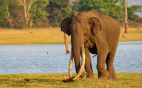 asia-longest-tusk-elephant-bhogeswara-passed-away-karnataka-wildlife-mourns