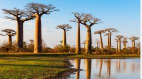 baobab-tree-facrs
