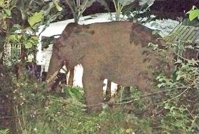 wild-elephant-roaming-near-kodaikanal
