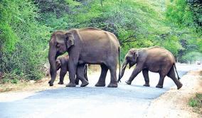 increase-in-elephant-migration