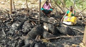 25-goats-burnt-to-death-by-lightning-farmer-family-in-agony