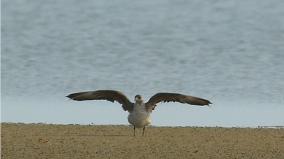 rare-type-arctic-squaw-sea-crow-bird-discovery-in-the-dhanushkodi-area-for-the-first-time