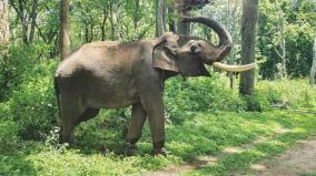the-4-000-km-journey-of-the-astonishing-kusha-elephant