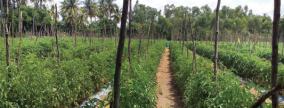 tomato-cultivation