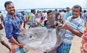 rare-sunfish-caught-in-pamban-fisherman-s-net