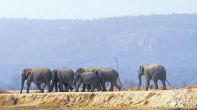 group-of-elephants-escorts-baby-elephant-with-z-plus-security-viral-video