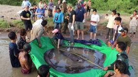the-largest-freshwater-fish-caught-in-cambodia