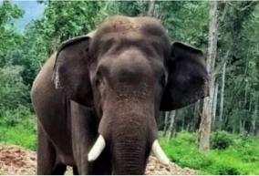 5-kumki-elephants-arrived-in-o-valley