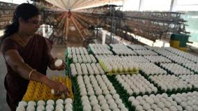 unprecedented-hike-in-egg-price-in-tamil-nadu-namakkal-poultry