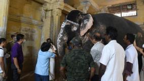 meenakshi-amman-temple-s-elephant-treated-by-thai-medical-team