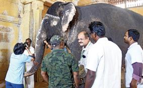 thailand-doctors-treatment-madurai-temple-elephant