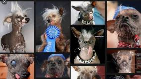 the-world-ugliest-dog-competition-in-america