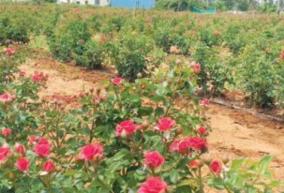 red-rose-farm-and-harvesting-process-in-hosur