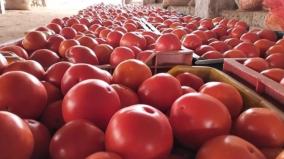 tomato-prices-fall-on-continued-increase-in-supply-selling-less-than-rs-10-per-kg
