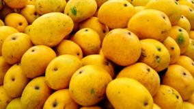 bangladesh-pm-sent-200-kg-of-mangoes-as-a-gift-to-chief-minister-of-assam